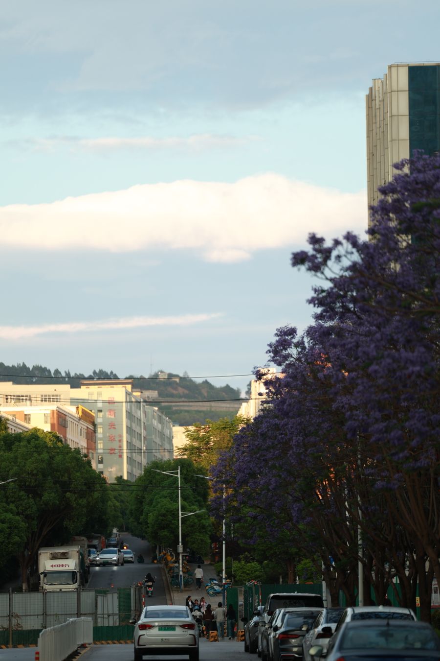 Purple jacaranda blossom against a blue sky