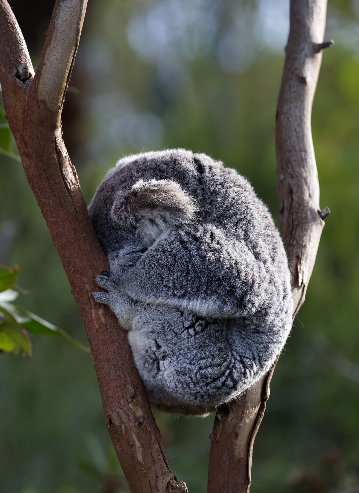 A koala asleep in the fork of a eucalyptus tree
