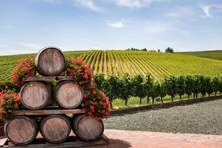 Wine barrels stacked beside a vineyard