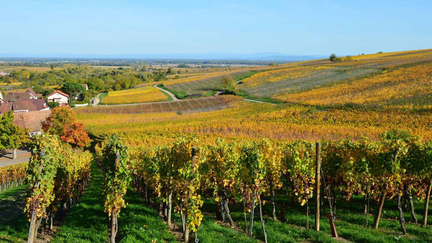 Rows of vines running across rolling hills in autumn colour