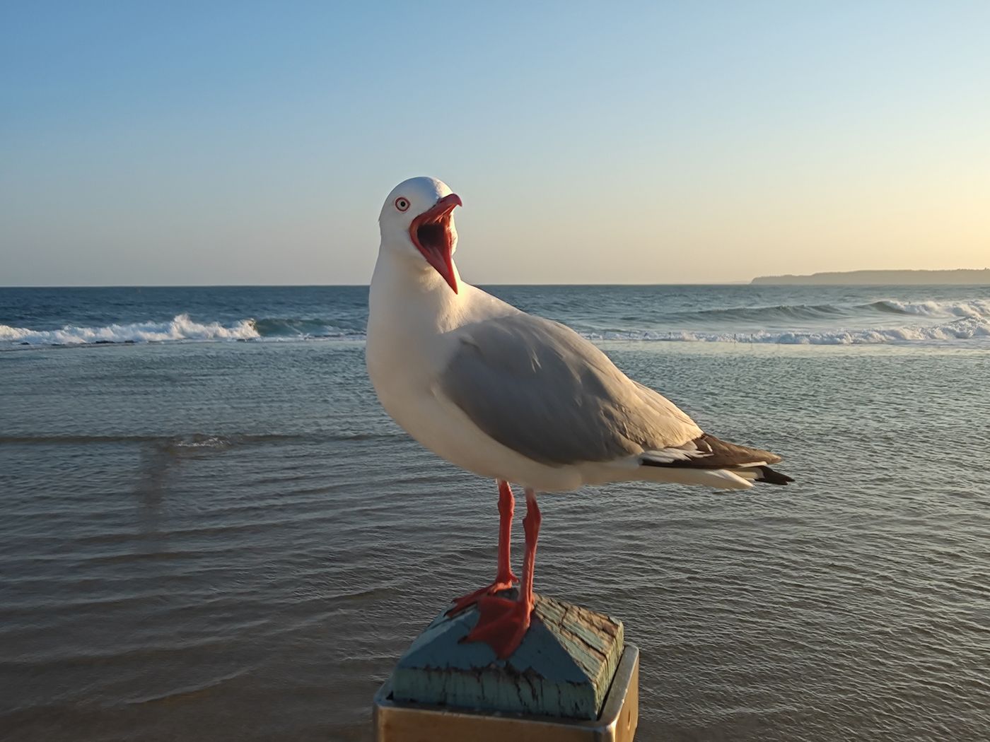 A silver gull standing on the sand at Newcastle Beach at sunrise
