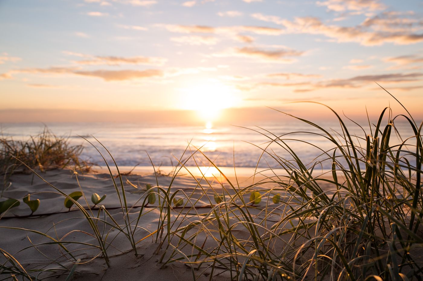 The sun rising over the ocean, seen through dune grasses
